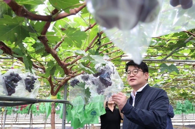 권재한 농촌진흥청장은 1일 경북 영천시 수출용 포도 생산 농가를 찾아 현장을 살펴보고 포도 수출 품종 다양화 등 기술지원 방안을 논의했다. 농촌진흥청 제공