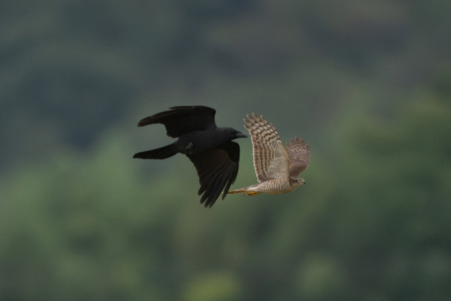 까마귀가 새매를 쫓아다니는 흥미로운 모습이 카메라에 포착됐다. 새매가 뒤를 바짝 추격하는 까마귀의 공격을 피해 달아나고 있다. 최호준 울산시 새 통신원 제공.