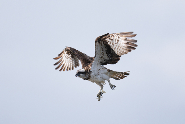 물수리 1마리가 회야강 일대에서 숭어를 낚아채고 유유히 하늘을 날아다니고 있다. 최호준 울산시 새 통신원 제공.