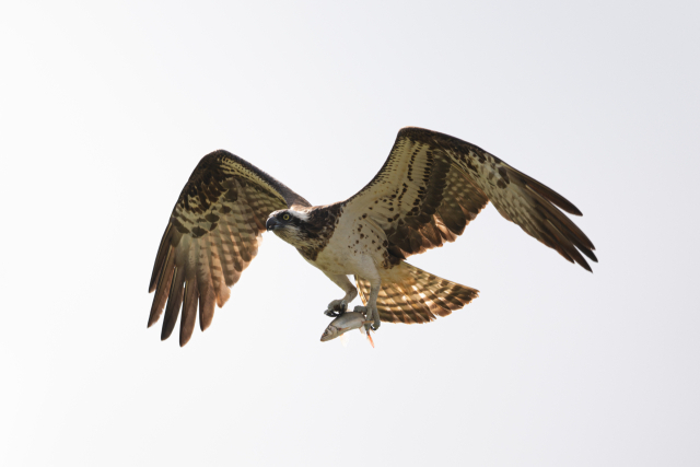 매서운 눈빛의 물수리 한 마리가 은어를 잡은 뒤 이동하고 있다. 최호준 울산시 새 통신원 제공.
