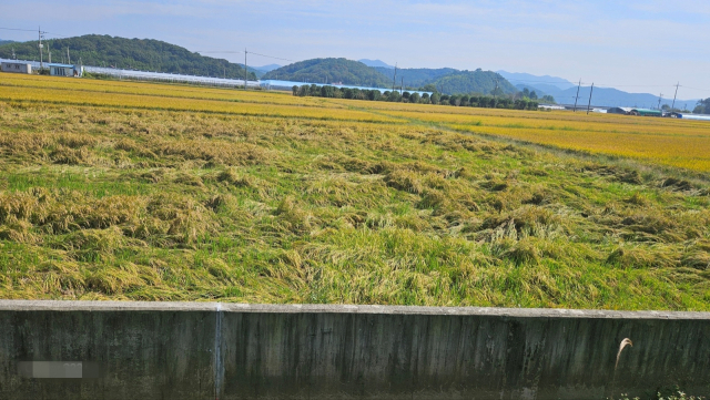 지난달 중순 폭우로 도복 현상이 발생한 논. 최근 쓰러진 벼가 물에 잠겨 낱알에 싹이 트는, 이른바 ‘수발아’ 피해도 발생하고 있다. 진주시농민회 제공
