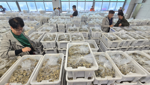굴수하식수협은 지난달 14일 경남 통영 본소 위판장에서 ‘2024년 생굴 초매식’을 열었다. 초매식은 수협 공판장에서 진행되는 첫 경매 행사다. 업계는 이를 기점으로 본격적인 생산 시즌에 돌입, 이듬해 6월까지 출하 시즌을 이어간다. 부산일보DB