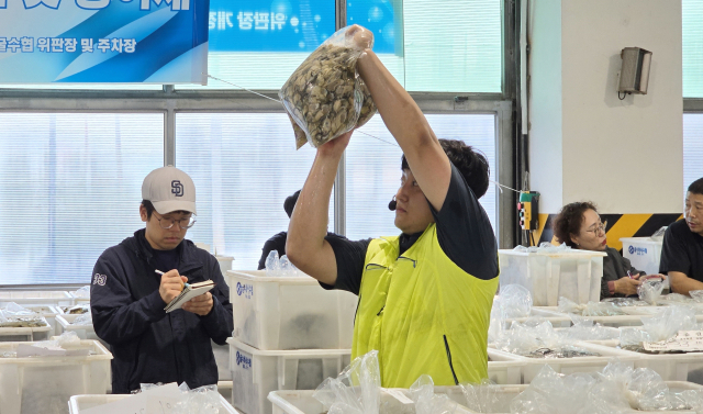 굴수하식수협은 지난달 14일 경남 통영 본소 위판장에서 ‘2024년 생굴 초매식’을 열었다. 초매식은 수협 공판장에서 진행되는 첫 경매 행사다. 업계는 이를 기점으로 본격적인 생산 시즌에 돌입, 이듬해 6월까지 출하 시즌을 이어간다. 부산일보DB
