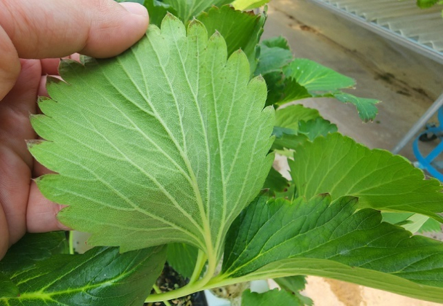 칠곡군 농가의 재배 현장.