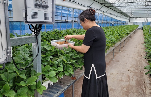 칠곡군 딸기 농가에서 천적을 활용해 해충 피해를 줄이는 농법을 사용하고 있다. 농진원 제공