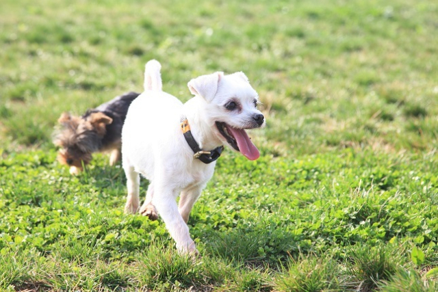 정부가 동물학대로 유죄 판결을 받은 사람은 동물을 키우지 못하도록 사육금지제도를 도입키로 했다. 이미지투데이