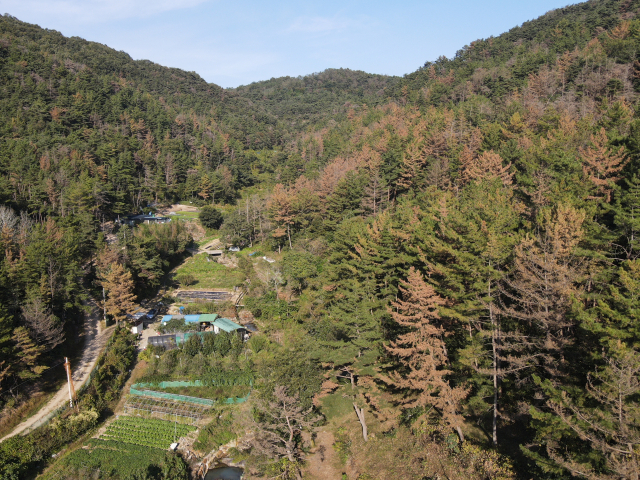 경남 밀양시 무안면 운정리 일대 야산의 소나무 상당수가 소나무재선충병 때문에 고사해 붉은색으로 변했다. 경남도 제공