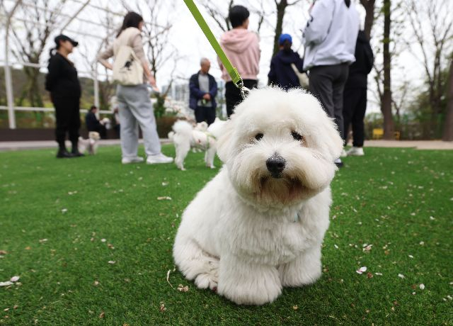 부산시 반려동물 돌봄 시민교육. 동명대 동숲놀이터. 정대현 기자 jhyun@