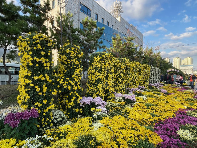 지난해 마산가고파국화축제장의 작품 전시 모습. 창원시 제공