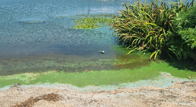 지난 9월 부산 삼락수상레포츠타운 일대가 녹조로 뒤덮였다. 낙동강부산네트워크 제공