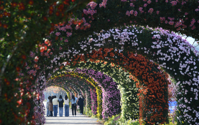 13일 경남 거창군 남상면 거창창포원에 국화꽃을 보려는 방문객들의 발길이 이어지고 있다. 17m 길이 국화 터널은 인생샷을 찍을 수 있는 거창창포원 대표 포토존으로 꼽힌다. 올해는 9월 중순까지 이어진 이상고온 현상으로 예년보다 10일 가량 늦게 국화꽃이 만개한 상태다. 거창군 제공
