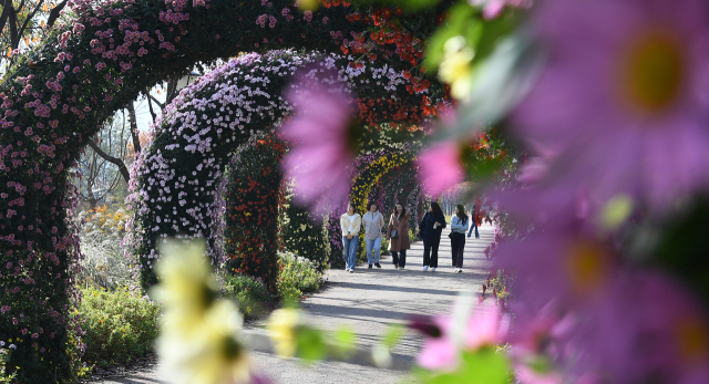 13일 경남 거창군 남상면 거창창포원에 국화꽃을 보려는 방문객들의 발길이 이어지고 있다. 17m 길이 국화 터널은 인생샷을 찍을 수 있는 거창창포원 대표 포토존으로 꼽힌다. 올해는 9월 중순까지 이어진 이상고온 현상으로 예년보다 10일 가량 늦게 국화꽃이 만개한 상태다. 거창군 제공