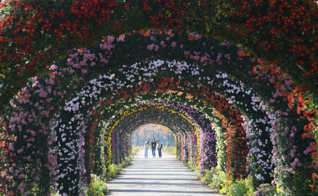 13일 경남 거창군 남상면 거창창포원에 국화꽃을 보려는 방문객들의 발길이 이어지고 있다. 17m 길이 국화 터널은 인생샷을 찍을 수 있는 거창창포원 대표 포토존으로 꼽힌다. 올해는 9월 중순까지 이어진 이상고온 현상으로 예년보다 10일 가량 늦게 국화꽃이 만개한 상태다. 거창군 제공