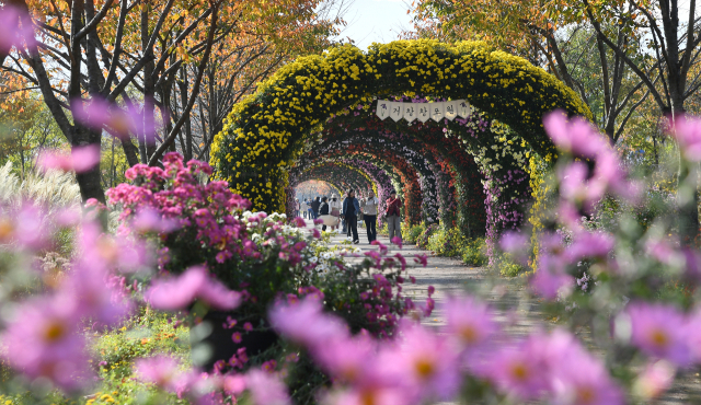 13일 경남 거창군 남상면 거창창포원에 국화꽃을 보려는 방문객들의 발길이 이어지고 있다. 17m 길이 국화 터널은 인생샷을 찍을 수 있는 거창창포원 대표 포토존으로 꼽힌다. 올해는 9월 중순까지 이어진 이상고온 현상으로 예년보다 10일 가량 늦게 국화꽃이 만개한 상태다. 거창군 제공