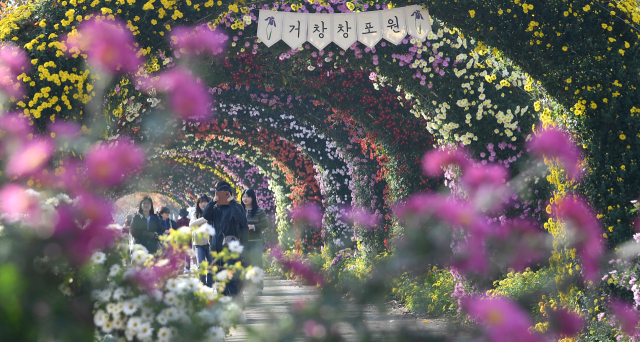 13일 경남 거창군 남상면 거창창포원에 국화꽃을 보려는 방문객들의 발길이 이어지고 있다. 17m 길이 국화 터널은 인생샷을 찍을 수 있는 거창창포원 대표 포토존으로 꼽힌다. 올해는 9월 중순까지 이어진 이상고온 현상으로 예년보다 10일 가량 늦게 국화꽃이 만개한 상태다. 거창군 제공