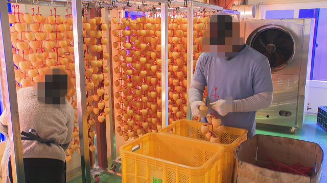 곶감을 말리기 위해 건조대에 걸고 있는 모습. 김현우 기자