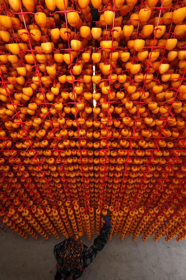 이달 초부터 산청·함양 지역에서 곶감 말리기가 본격적으로 시작됐다. 곶감 덕장마다 곶감이 주렁주렁 매달려 색다른 볼거리를 제공하고 있다. 김현우 기자