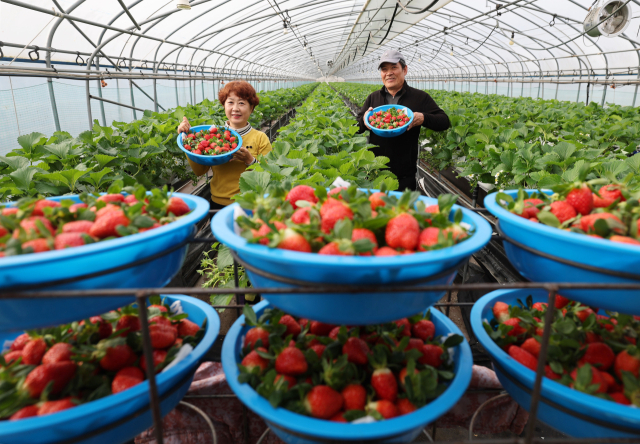 겨울 제철을 앞두고 ‘함양 딸기’가 처음 출하됐다. 24절기의 스무번째인 소설(小雪)을 닷새 앞둔 17일 경남 함양군 지곡면 지리산명인딸기 하우스에서 이감성 씨 부부가 첫 수확한 ‘설향’ 딸기를 들어보이고 있다. 함양 딸기는 청정 환경에서 풍부한 햇살을 받고 자라 고당도, 단단한 과육, 새콤달콤한 과즙을 자랑한다. 함양군 제공