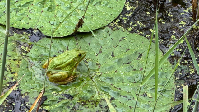 정양늪의 깃대종인 금개구리 모습. 현재 경남에서는 합천 정양늪과 하동 동정호에서만 확인된다. 합천군 제공
