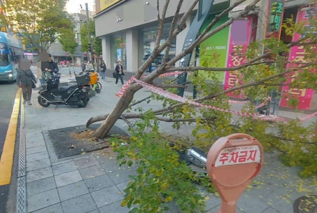 부산 동구의 한 거리서 음주운전자가 들이받은 가로수가 휘어있다. 연합뉴스 제공