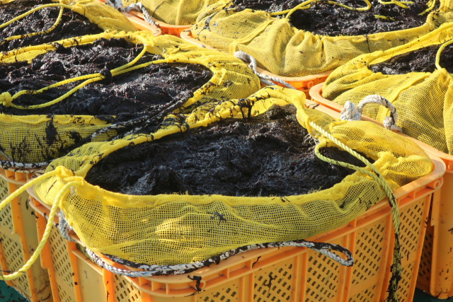 지난 22일 낮 12시 부산 강서구 명지동 위판장에서 2025년도 첫 낙동김 위판이 진행됐다. 이날 위판된 김은 340상자(40.8t)다. 이상배 기자 sangbae@busan.com