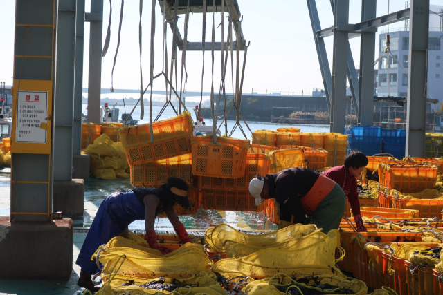 지난 22일 낮 12시 부산 강서구 명지동 위판장에서 2025년도 첫 낙동김 위판이 진행됐다. 이날 위판된 김은 340상자(40.8t)다. 이상배 기자 sangbae@busan.com