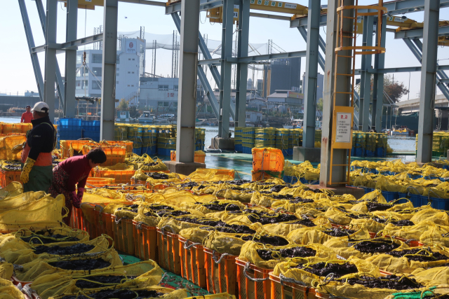 지난 22일 낮 12시 부산 강서구 명지동 위판장에서 2025년도 첫 낙동김 위판이 진행됐다. 이날 위판된 김은 340상자(40.8t)다. 이상배 기자 sangbae@busan.com