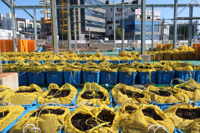 지난 22일 낮 12시 부산 강서구 명지동 위판장에서 2025년도 첫 낙동김 위판이 진행됐다. 이날 위판된 김은 340상자(40.8t)다. 이상배 기자 sangbae@busan.com