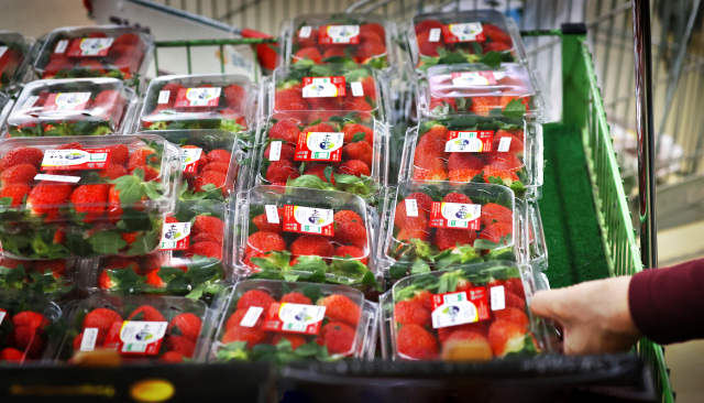 대형마트가 겨울철을 맞아 소비자들에게 딸기를 선보이며 본격적인 판매 경쟁에 나섰다. 올겨울 딸기 가격은 작년보다 오름세로 출발했으나 다음 달이 되면 하락할 것으로 전망된다. 사진은 24일 서울의 한 대형마트 딸기 판매대. 연합뉴스