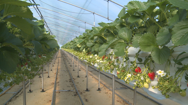 경남 산청군의 한 딸기 시설하우스 모습. 딸기가 서서히 익어가고 있다. 김현우 기자