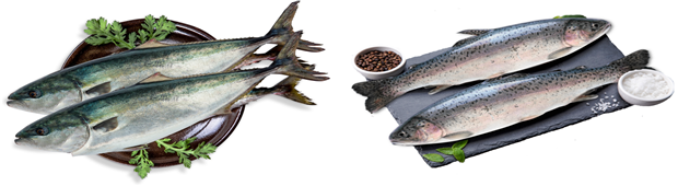2025년 1월 이달의 수산물로 선정된 방어(왼쪽)와 송어. 해수부 제공