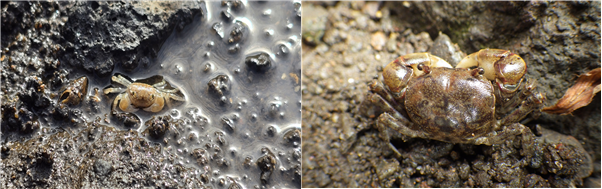 1월 이달의 해양생물로 남방방게가 선정됐다. 사진은 남방방게 어린개체(왼쪽) 및 성체. 해수부 제공