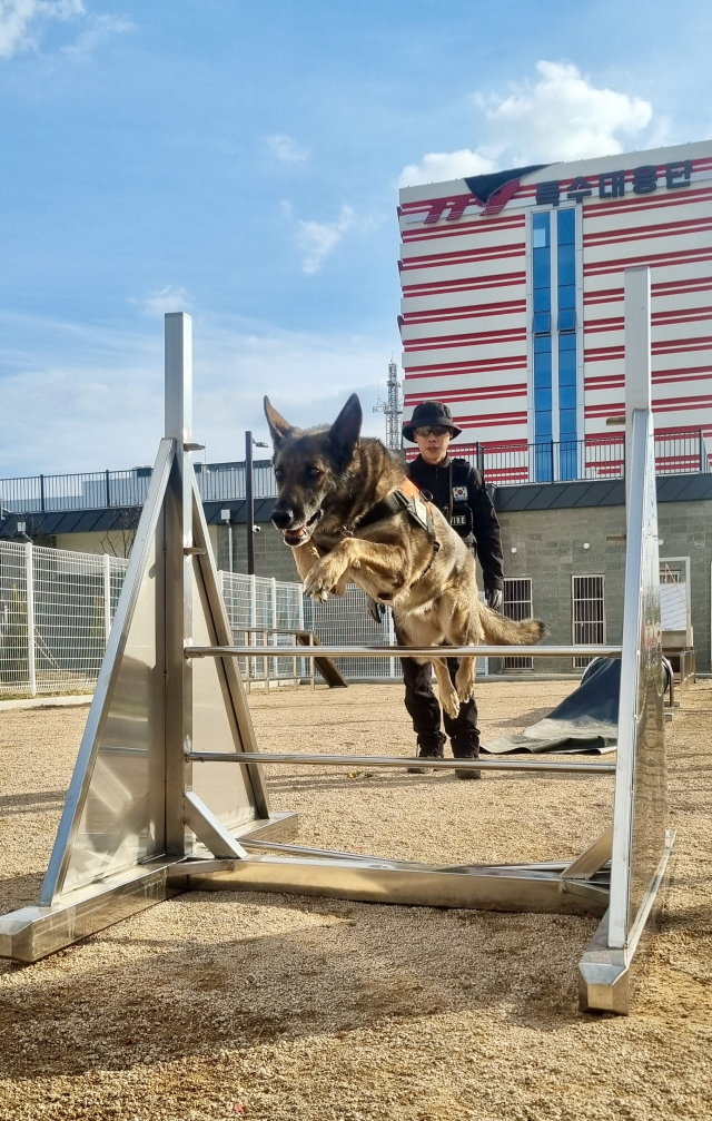 119구조견 수색능력강화 훈련. 경남소방본부 제공