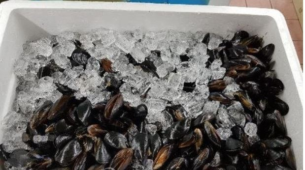 해양수산부는 이달부터 홍합, 미더덕 등을 대상으로 봄철에 자주 발생하는 패류독소를 검사한다고 5일 밝혔다. 사진은 홍합. 식품의약품안전처 제공