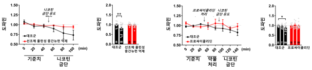 그림. 무스카린성 신호전달 억제는 니코틴 금단에 의한 도파민 분미 감소를 완화시킴. 니코틴 금단은 선조체 도파민 분비를 감소시킴. 선조체 콜린성 중간뉴런을 억제시키거나 무스카린성 억제제 프로싸이클리딘을 투여할 경우 니코틴 금단에 도파민 분비 감소가 일어나지 않음. KIST 제공