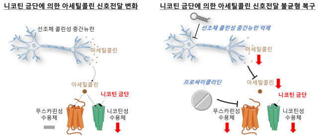 그림. 니코틴 금단과 아세틸콜린 신호전달 균형 가설. (왼쪽) 니코틴 금단은 니코틴성 수용체의 활성을 감소시킨다고 알려짐. 이는 즉, 무스카린성 수용체의 활성이 상대적으로 강해져서 아세틸콜린 신호전달에 불균형이 일어난다는 것을 시사함. (오른쪽) 선조체 콜린성 중간뉴런을 억제시키거나 무스카린성 억제제 프로싸이클리딘을 투여할 경우 아세틸콜린 분비 감소 또는 무스카린성 수용체 억제가 일어남. 이는 무스카린성 수용체의 활성을 감소시켜 아세틸콜린 신호전달의 불균형을 복구시킬 수 있음. KIST 제공