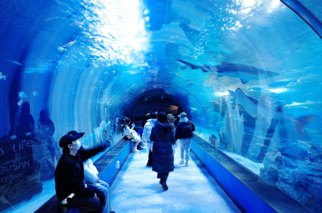 부산의 최저기온이 영하권을 기록하는 등 한파가 찾아오자 추위를 피해 실내 공간을 찾는 발길이 늘고 있다. 씨라이프 부산 아쿠아리움 내 해저터널에서 관람을 즐기는 방문객의 모습. 씨라이프 제공