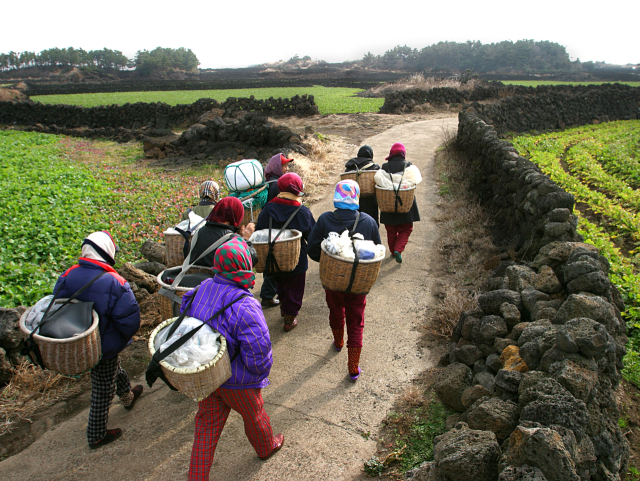 물구덕을 등에 지고 물질가는 제주 해녀들. 해수부 제공