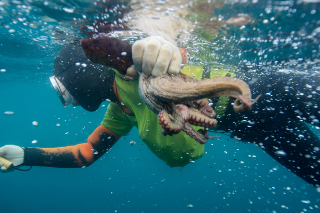가슴엔 소라를, 손에는 문어를 잡은 제주 해녀의 모습. 해수부 제공