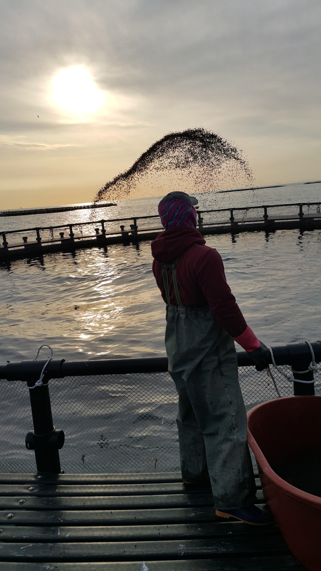 양식장에서 배합사료를 급이하는 모습. 해수부 제공