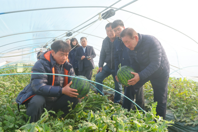 조근제(맨 오른쪽) 함안군수가 20일 군북면 월촌리 한 농가를 찾아 고품질 겨울수박을 재배하는 농업인들을 격려하고 있다. 함안군 제공