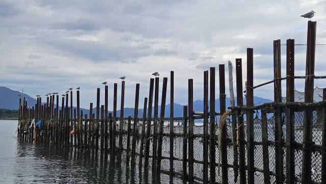 남해 죽방렴은 원래 참나무와 대나무 등 전통 소재로 만들었지만 지금은 철제 말목을 혼용해 사용하고 있다. 김현우 기자