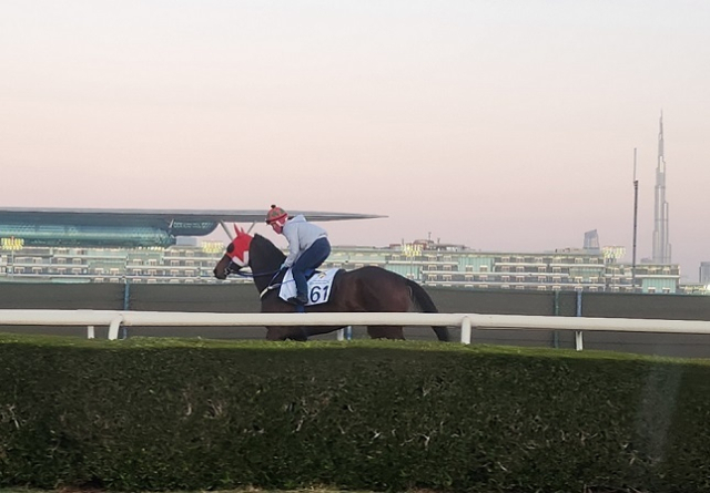 김혜선 기수와 함께 두바이 현지에서 적응훈련 중인 글로벌히트. 한국마사회 제공