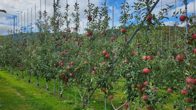 경남 거창군이 선도적으로 추진 중인 다축형 사과 과수원 전환. 기존 밀식재배에 비해 기후변화 대응과 노동력 절감에 용이하다. 거창군 제공