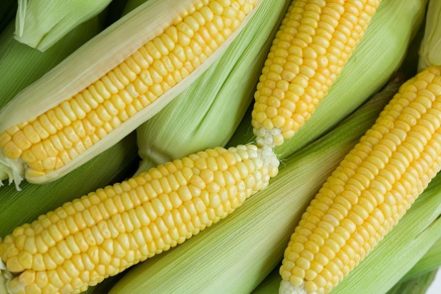 농촌진흥청은 “옥수수잎 추출물이 구강 내 치주균 성장을 억제하고 치조골 형성을 촉진하는 등 구강 건강을 개선하는 데 효과가 있음을 확인했다”고 5일 밝혔다. 이미지투데이