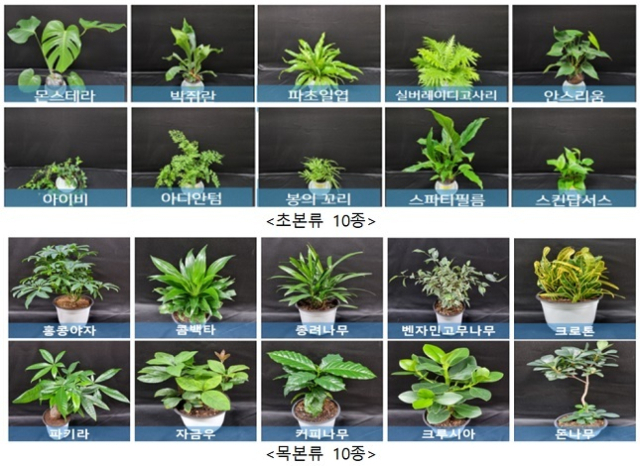 실험에 사용된 식물들. 농촌진흥청 제공