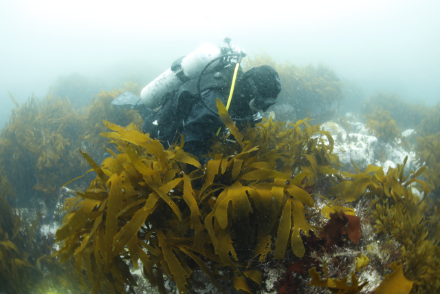 바다숲 조성 현장 모습. 수산자원공단 제공