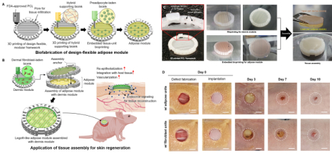 3D 바이오프린팅 기반 지방 조직 모듈 조립체를 활용한 피부 재생 촉진-연구 이미지