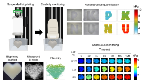 탄성 모니터링 기반 바이오프린팅 과정 및 결과 이미지. 국립부경대 제공