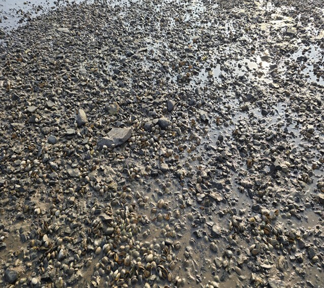 2024년 여름 고수온으로 인한 서산시 가로림만 및 천수만 바지락 폐사 현장 사진. 어촌어항공단 제공